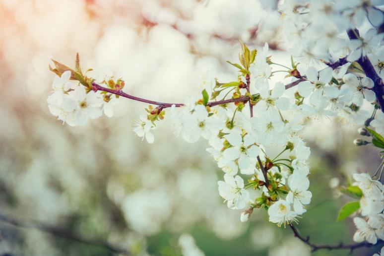 Zoete kers - Prunus avium